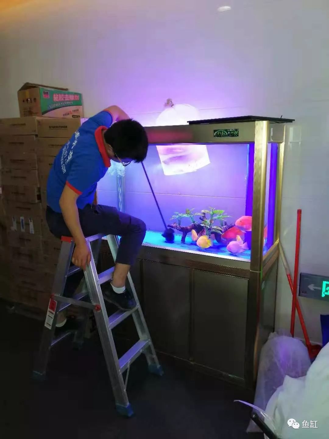新手怎么养观赏鱼的基本方法_观赏新手养鱼基本方法图片_观赏新手养鱼基本方法视频