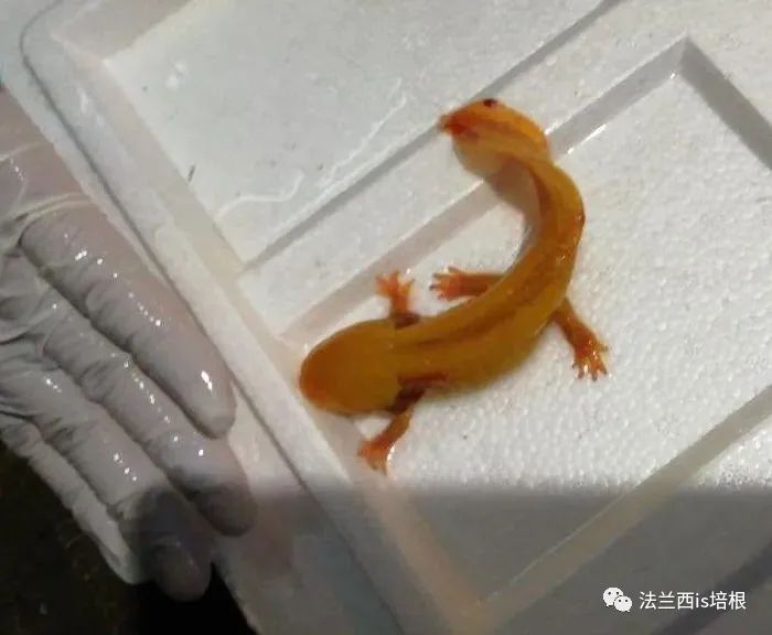 恐龙宠物六角类似的名字_恐龙宠物六角类似的动物_类似六角恐龙的宠物/