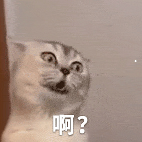 宠物猫白菜价