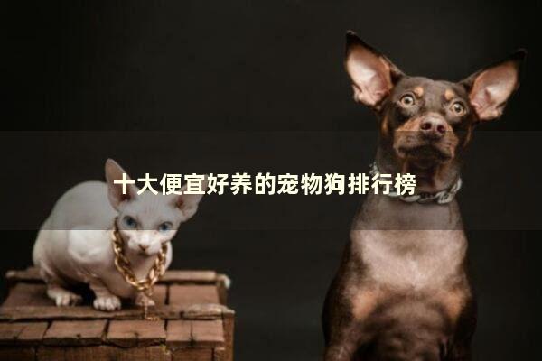 十大便宜好养的宠物狗排行榜/