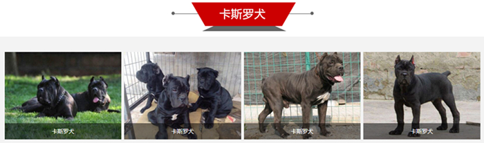 狗狗宠物大全品种排名_宠物狗狗品种大全_狗狗宠物大全品种图片