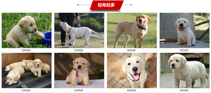 狗狗宠物大全品种排名_宠物狗狗品种大全_狗狗宠物大全品种图片