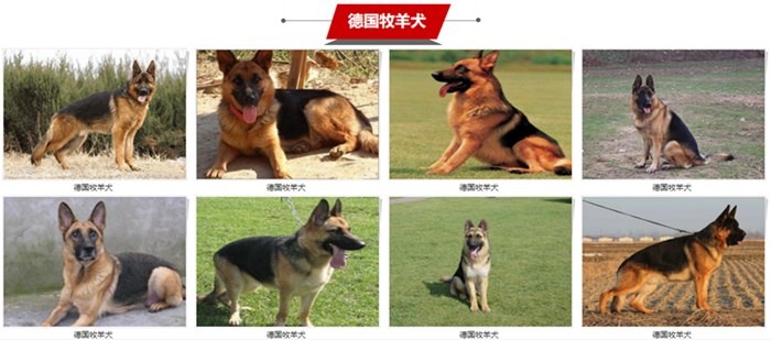狗狗宠物大全品种排名_宠物狗狗品种大全_狗狗宠物大全品种图片