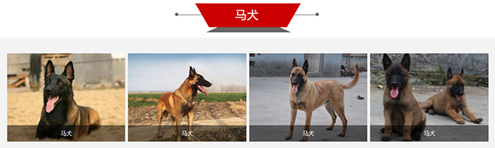 宠物狗狗品种大全_狗狗宠物大全品种排名_狗狗宠物大全品种图片