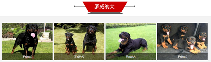 宠物狗狗品种大全_狗狗宠物大全品种图片_狗狗宠物大全品种排名