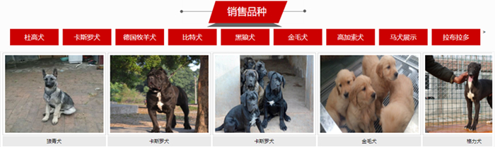 宠物狗狗品种大全_狗狗宠物大全品种图片_狗狗宠物大全品种排名