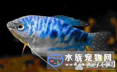热带鱼拒食原因和处理办法