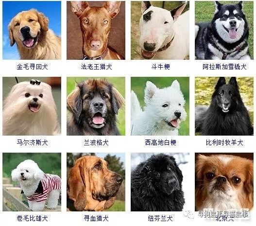 宠物狗种类大全_宠物狗种类大全带图_宠物种类大全狗图片