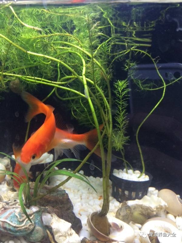 水族养鱼_养水族鱼有什么讲究吗_水族什么最好养