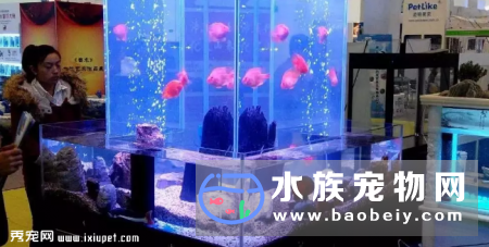 水族宠物行业发展稳定，将是下一个宠物行业分支