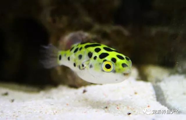 水族什么最好养_水族养鱼_养水族鱼有什么讲究吗