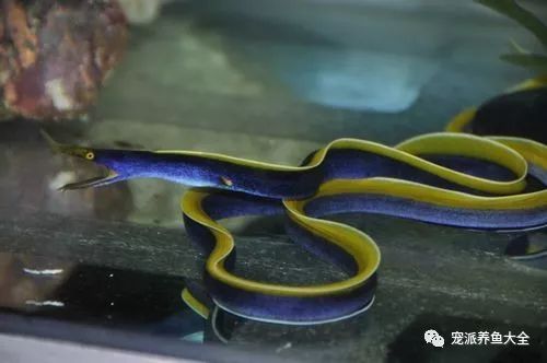 水族什么最好养_水族养鱼_养水族鱼有什么讲究吗
