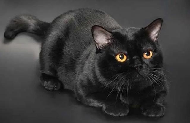 宠物猫好还是_宠物猫哪种好养和聪明_普通猫和宠物猫哪个聪明