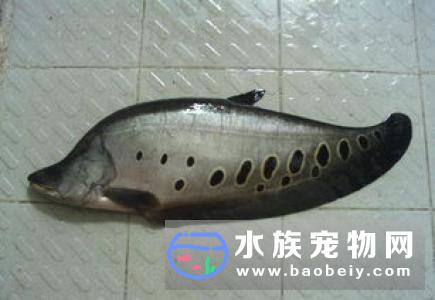 热带鱼怎么养才能成活水源选择