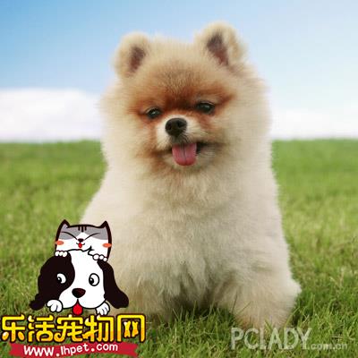 宠物狗狗品种_宠物狗品种_宠物名狗有哪些品种