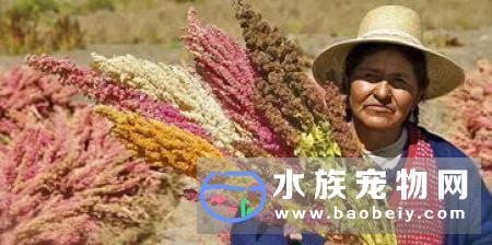乌龟吃什么东西的_宠物频道