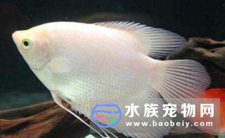 家养热带鱼有哪些养好宠物鱼也能带来财运