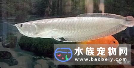 家养热带鱼有哪些养好宠物鱼也能带来财运