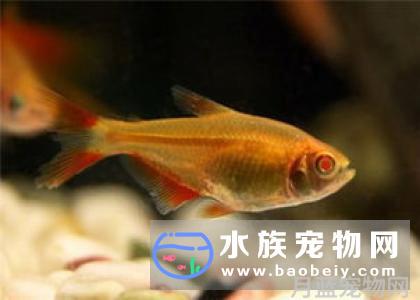 金鱼为什么养不大