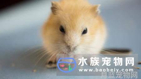 被宠物咬伤或者挠伤,我需要去打吗?宠物天空推荐用下方式处理