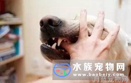 被宠物咬伤或者挠伤,我需要去打吗?宠物天空推荐用下方式处理