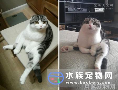 被宠物咬伤或者挠伤,我需要去打吗?宠物天空推荐用下方式处理