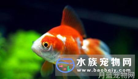 金鱼为什么养不大