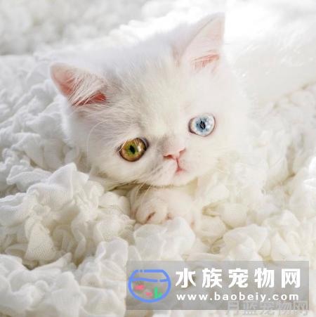 被宠物咬伤或者挠伤,我需要去打吗?宠物天空推荐用下方式处理