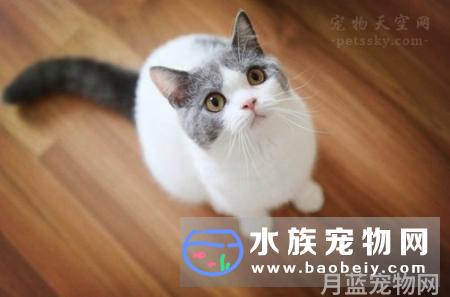 猫咪总是五点多起来吵我，宠物早上起太早吵人怎么办？