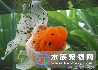 金鱼为什么养不大