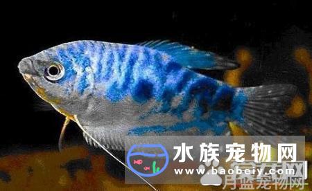 热带鱼拒食原因和处理办法