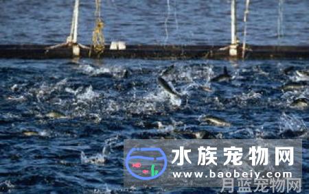 鲶鱼爱吃什么食物_鲶鱼的喂养方法