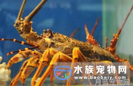 是宠物还是害虫，论螳螂虾虾在水族箱中的定位!
