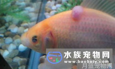 比较容易养的热带鱼