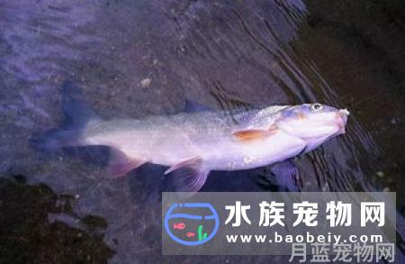 鲶鱼爱吃什么食物_鲶鱼的喂养方法
