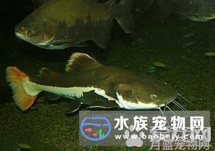 鲶鱼爱吃什么食物_鲶鱼的喂养方法