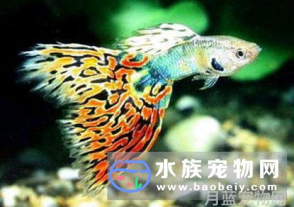 热带鱼拒食原因和处理办法